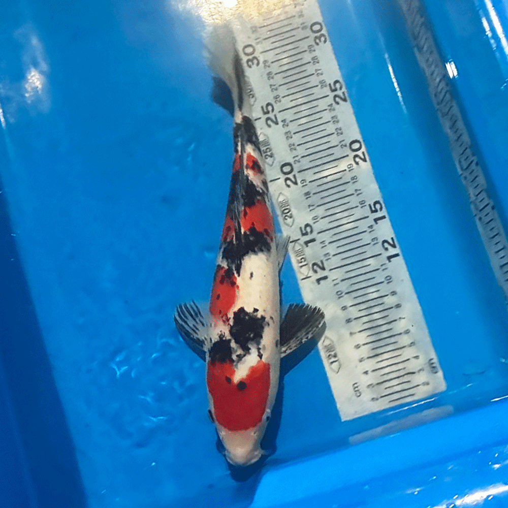 楽天市場】東錦（種（観賞魚）鯉・錦鯉）の通販