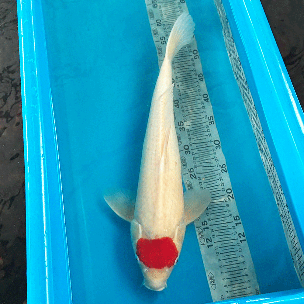 楽天市場】カラー プロ キロ ダス（観賞魚｜熱帯魚・アクアリウム
