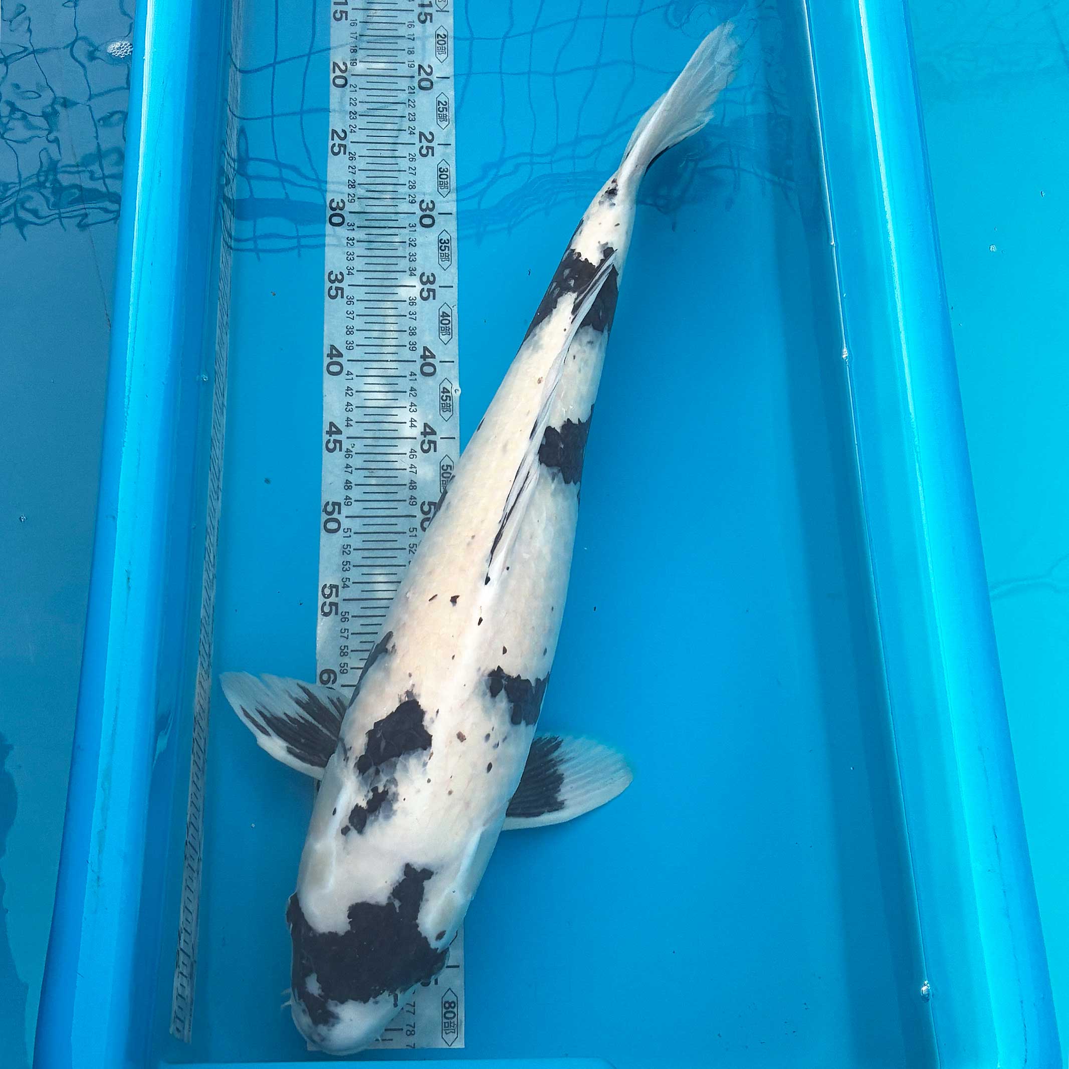 �Ӹ� ��̤� ����ʪ 62cm�����1-083�ۿ� �� ���� ����