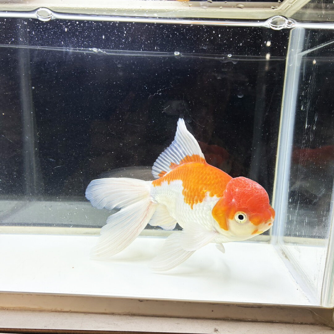 【 送料無料 】 国産 金魚 更紗ジャンボオランダ 一点物 19cm前後 （001）オランダ獅子頭 オランダ [ きんぎょ キンギョ 生体 ]