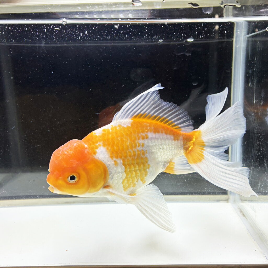 【 送料無料 】 国産 金魚 更紗ジャンボオランダ 一点物 19cm前後 （002）オランダ獅子頭 オランダ [ きんぎょ キンギョ 生体 ]