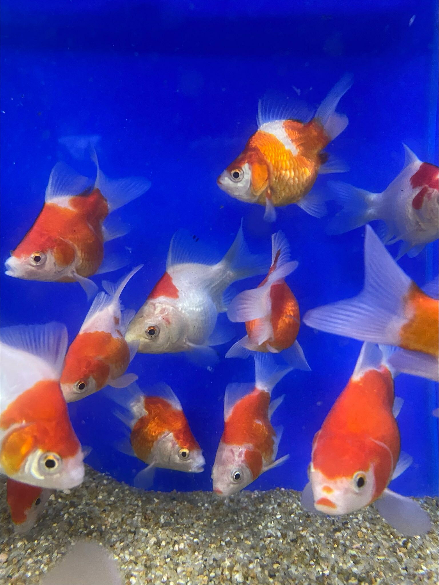 【 送料無料 】 国産 玉サバMix (M) 5匹 6cm〜10cm前後 タマサバ 金魚 新潟県産 [ エサ 餌 きんぎょ キンギョ 川魚 生体 ]のサムネイル