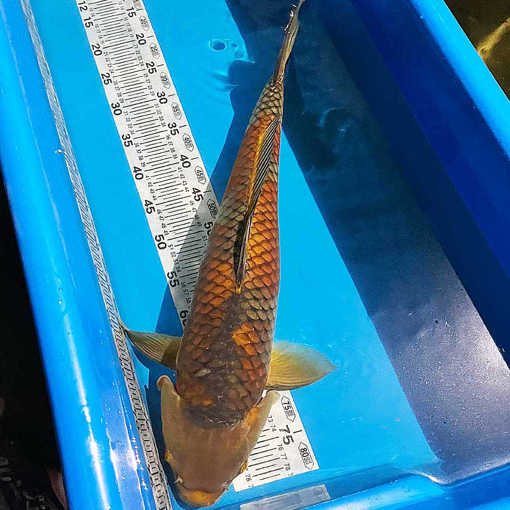 �Ӹ� ����� ����ʪ 60cm�����476�ۿ� �� ���� ����