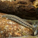 アジメドジョウ(1匹)(S~M)3cm~5cm前後/どじょう 淡水魚 川魚 川魚