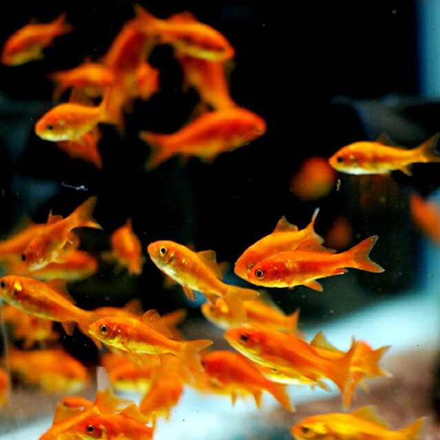 楽天市場 天然 カワニナ 10匹 水質浄化 ホタルの幼虫や大型フグのエサ等に 川魚 エムワイshop アクア