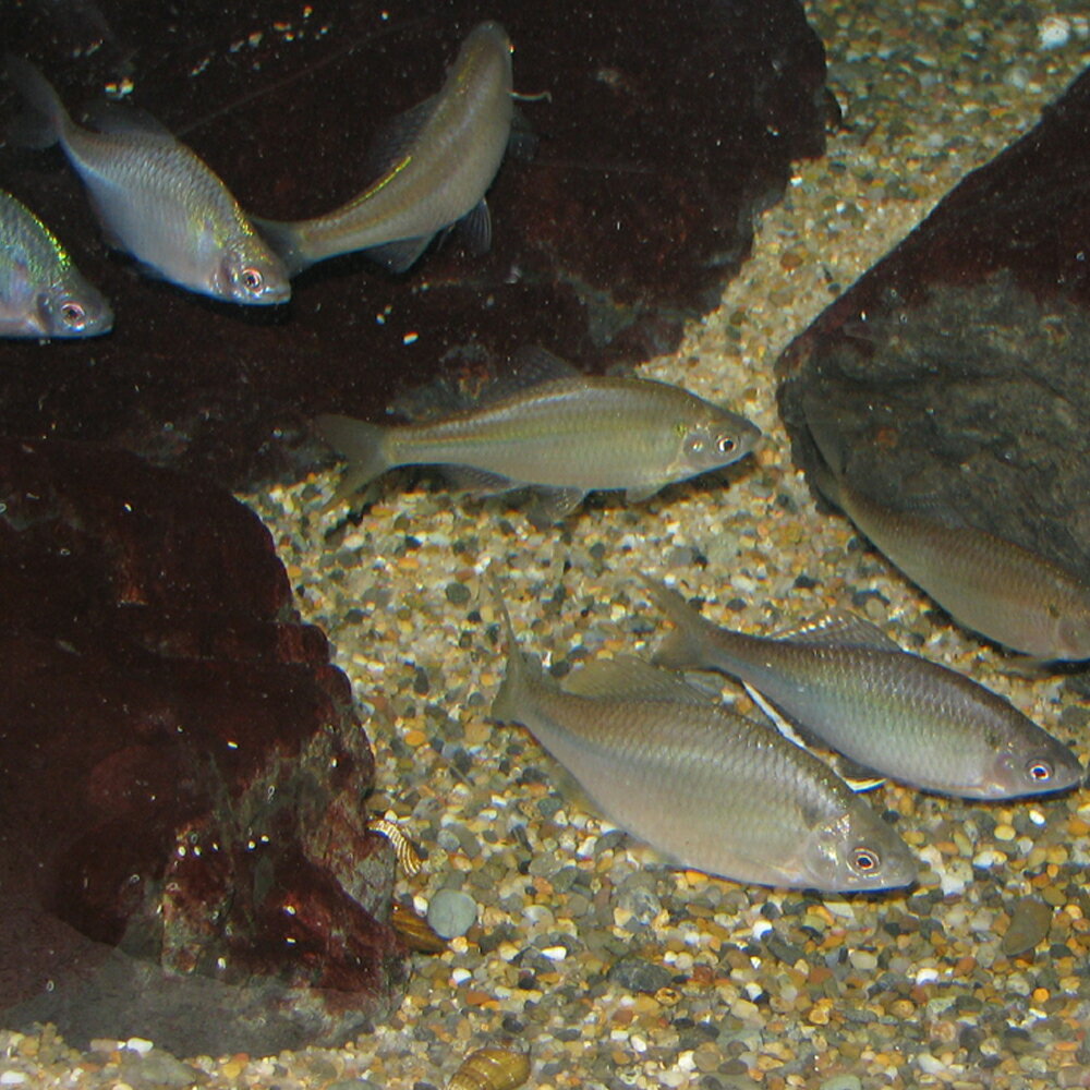 タイリクバラタナゴ 1匹 L 約4cm〜6cm タナゴ 川魚