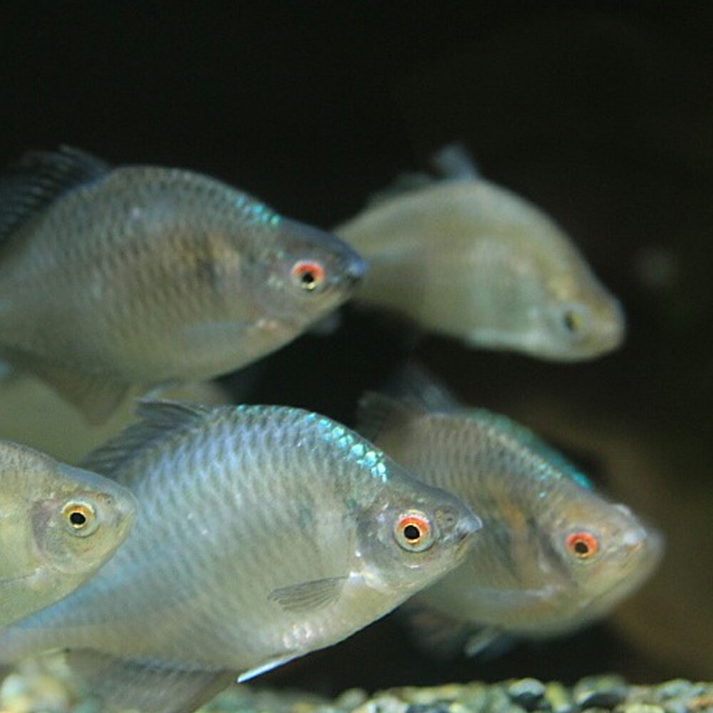 タイリクバラタナゴ 5匹 S〜M 約2cm〜4cm タナゴ 川魚