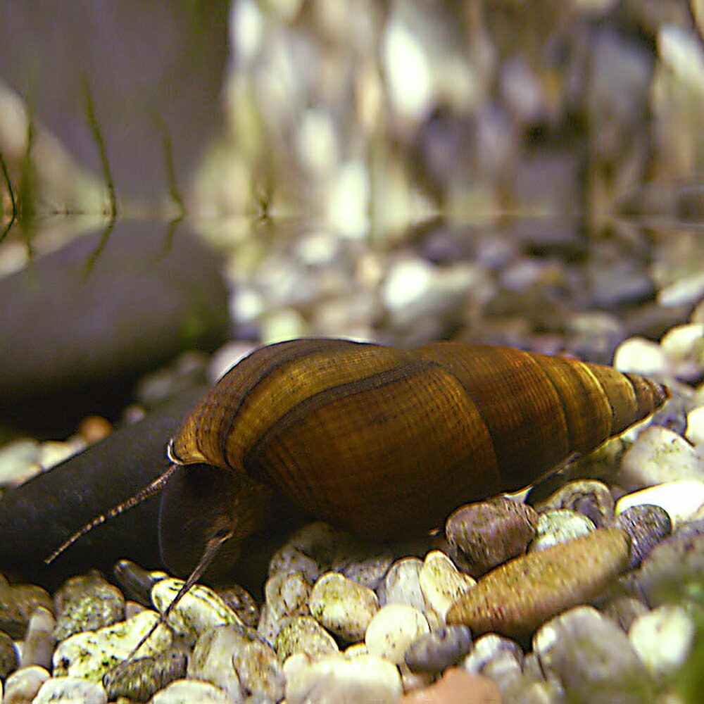 天然/カワニナ/5匹/水質浄化 /ホタルの幼虫や大型フグのエサ等に 川魚