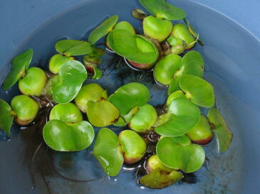 浮草 玉草 ホテイ草 国産（ホテイアオイ）（5株）