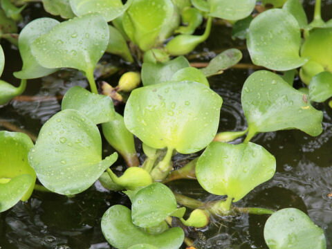 浮草 玉草ホテイ草 ホテイ 国産（ホテイアオイ）（3株）