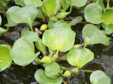 浮草 玉草　ホテイ草 国産（ホテイアオイ）（3株）