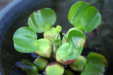 浮草 玉草　ホテイ草 国産（ホテイアオイ）（1株）