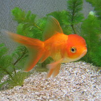楽天市場 天然 カワニナ 10匹 水質浄化 ホタルの幼虫や大型フグのエサ等に 川魚 エムワイshop アクア 楽天市場 天然 カワニナ 10匹 水質浄化 ホタルの幼虫や大型フグのエサ等に 川魚 エムワイshop アクア