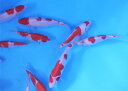 錦鯉 紅白 （M）1匹 13cm〜16cm前後　ニシキゴイ 鯉 色鯉 生体
