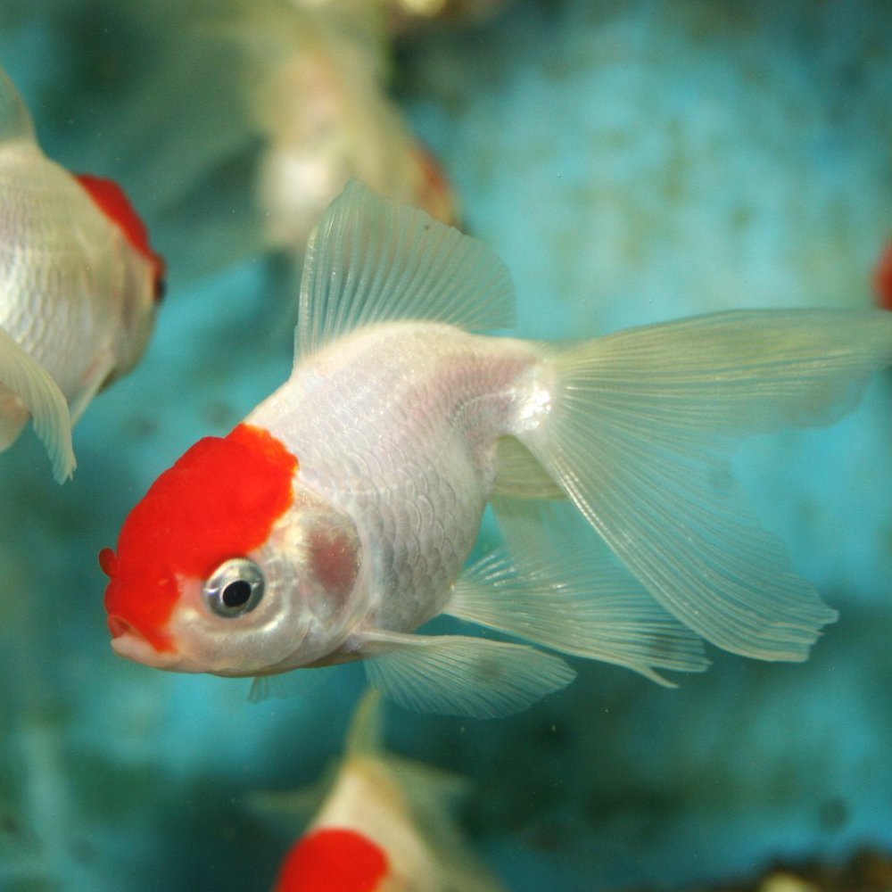 丹頂 国産金魚 1匹 Mサイズ 約5cm〜約