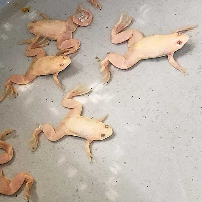 (両生類)アルビノアフリカツメガエル（約2-4cm）（5匹）