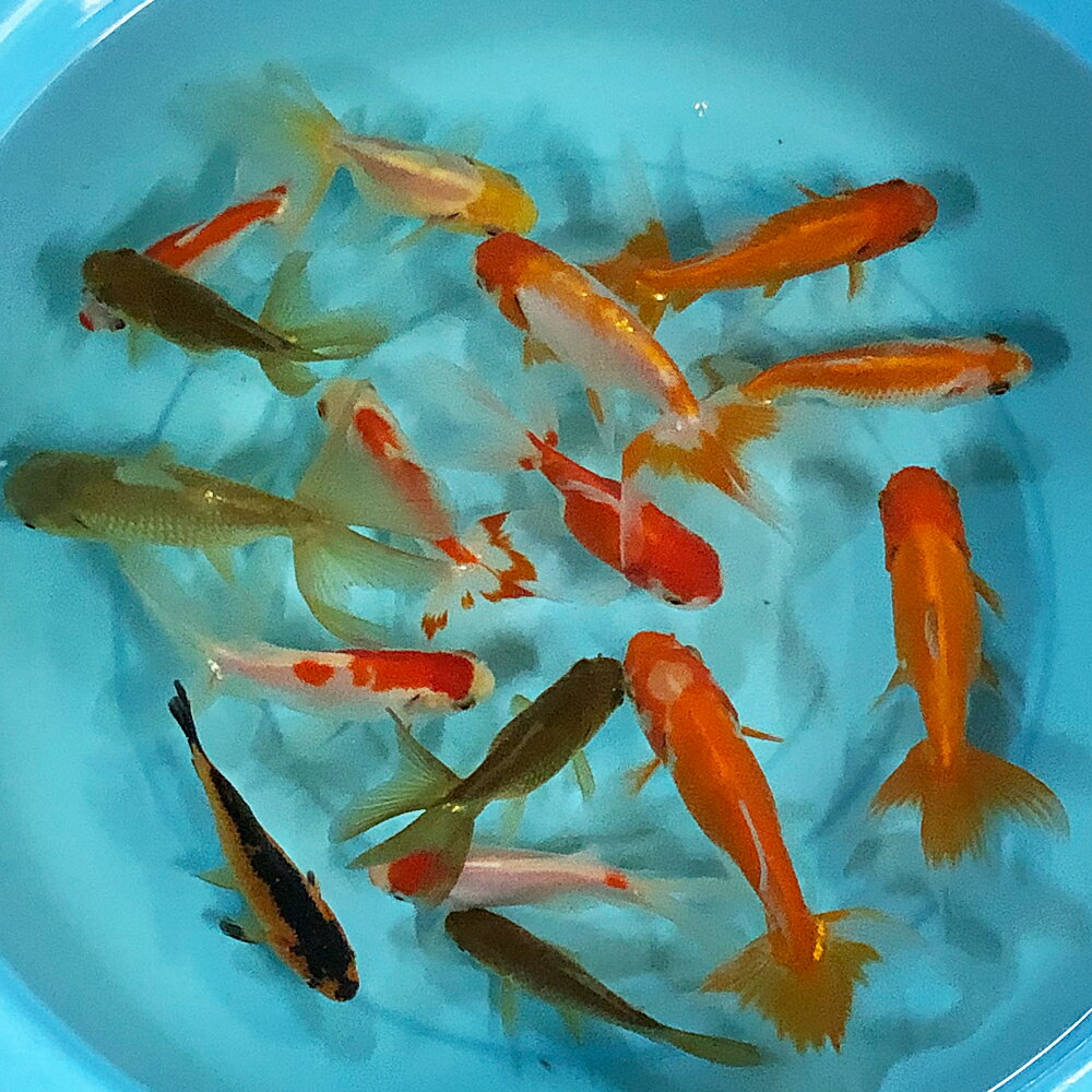 オタマ金魚ミックス 約7cm〜12cm前後 (M〜L) 金魚ミックス 3匹 5匹 お玉金魚 おた...