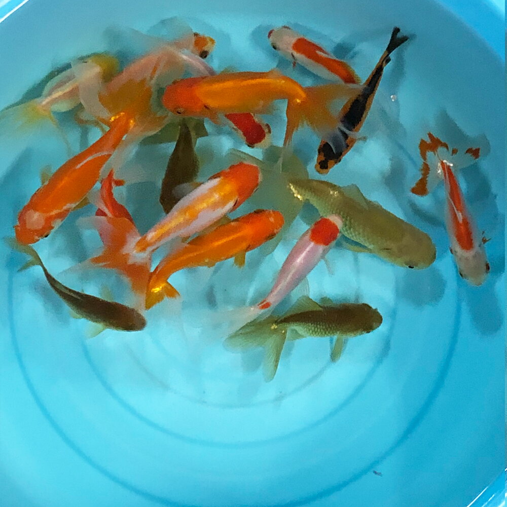 楽天市場】川魚 生体 ミックスの通販 楽天市場】川魚 生体 ミックスの通販