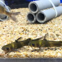 ギギ（S）4cm〜8cm前後 1匹 淡水魚 肉食 川魚