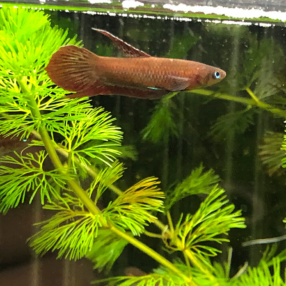 (熱帯魚)ベタ ・ コッキーナ　（1匹）