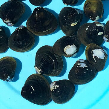 淡水シジミ ジャンボシジミ　5匹 しじみ 川魚