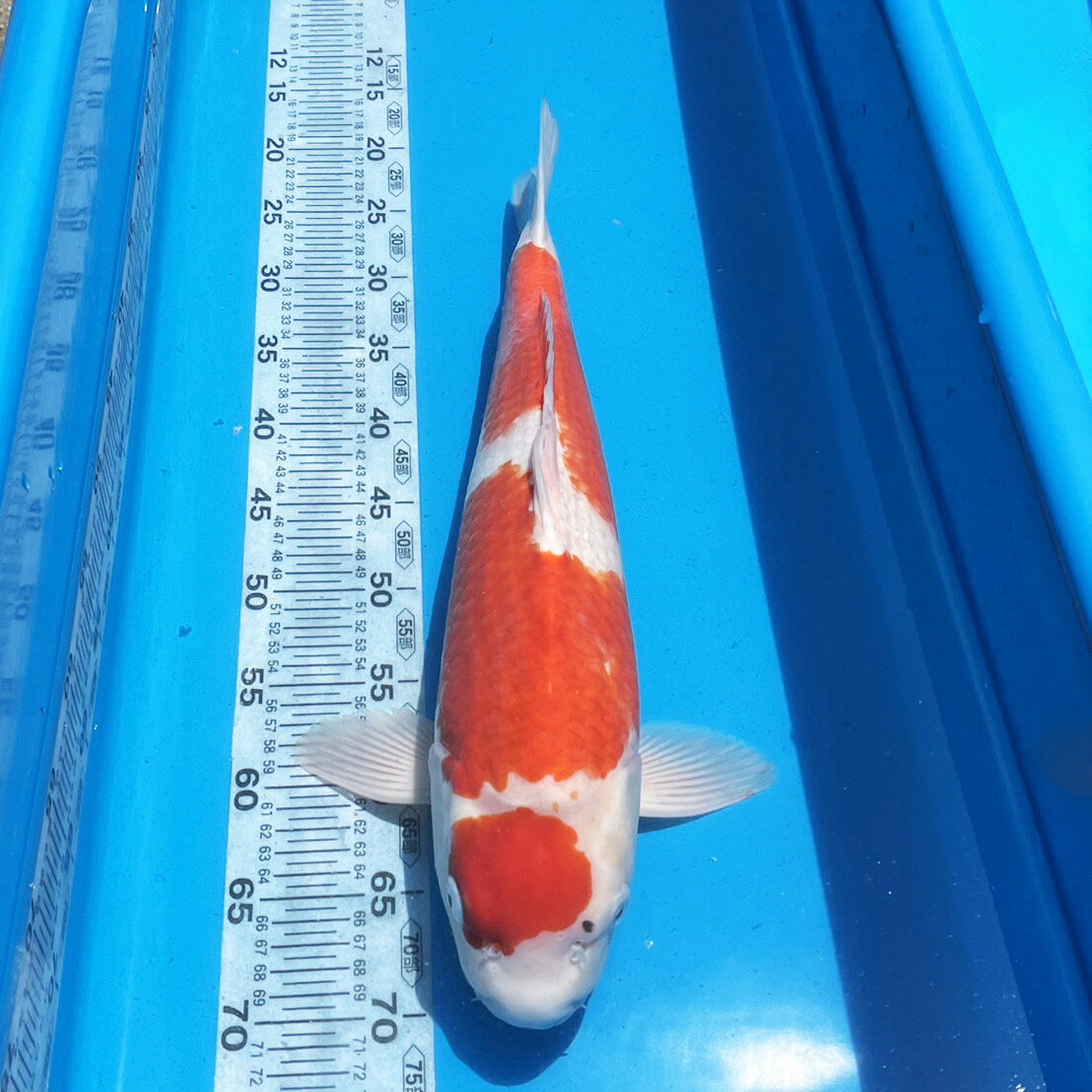 錦鯉 紅白 一点物 50cm前後【1-415】色 鯉 色鯉 生体