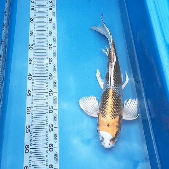 錦鯉 ヒレナガニシキゴイ　孔雀 一点物 42cm前後【1-413】色 鯉 色鯉 生体