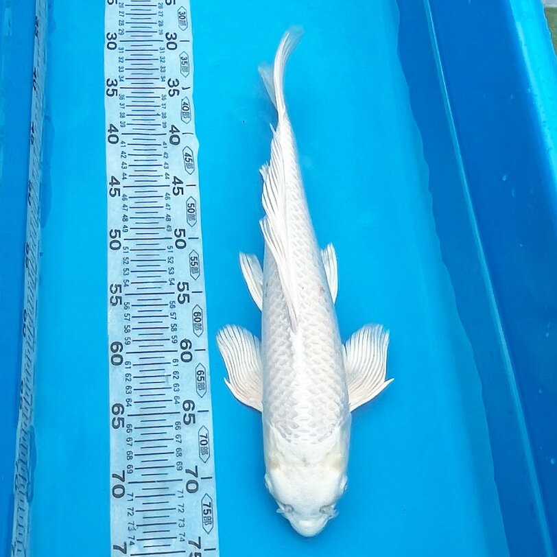 錦鯉 ヒレナガニシキゴイ　光物 一点物 43cm前後【1-410】色 鯉 色鯉 生体