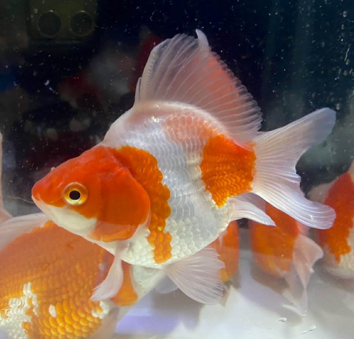 【 国産 】 玉サバMix L 1匹 11〜13cm前後 　タマサバ 金魚 新潟県産 [ エサ 餌 き...