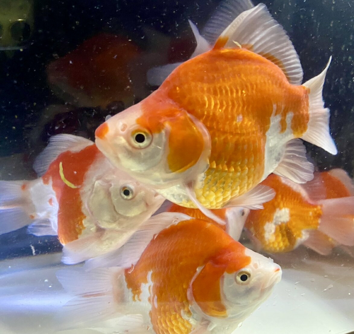 【 国産 】 玉サバMix L 1匹 11〜13cm前後 　タマサバ 金魚 新潟県産 [ エサ 餌 き...