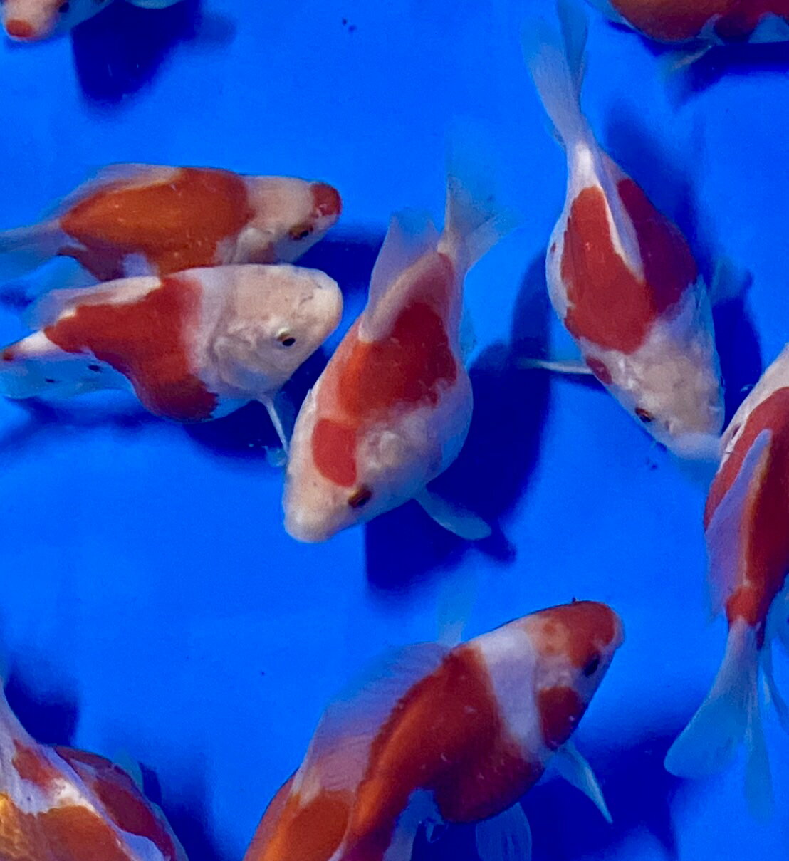 【 国産 】 玉サバMix L 1匹 11〜13cm前後 　タマサバ 金魚 新潟県産 [ エサ 餌 き...
