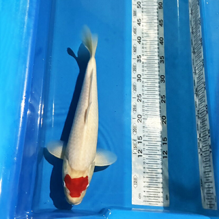 錦鯉 一点物 丹頂 約40cm前後【1-508】色 鯉 色鯉 生体 emuwai