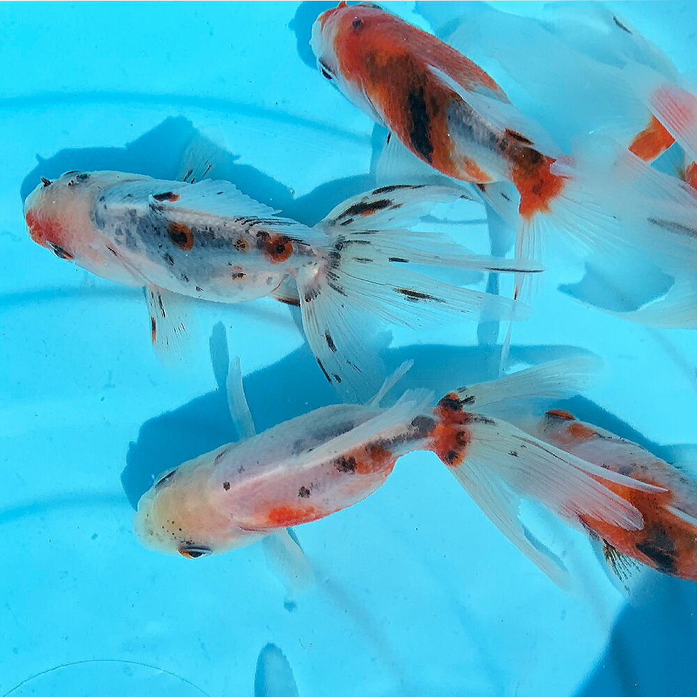 【国産】東錦 5〜7cm前後 Mサイズ 1匹 川魚 金魚 きんぎょ キンギョ 生体