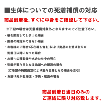 浮草 玉草　ホテイ草 国産（ホテイアオイ）（3株）