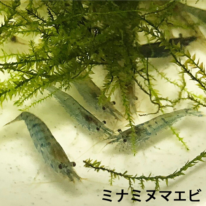 数量限定 ミナミヌマエビ100匹 エビ 飼育用・餌用にも！ 川魚