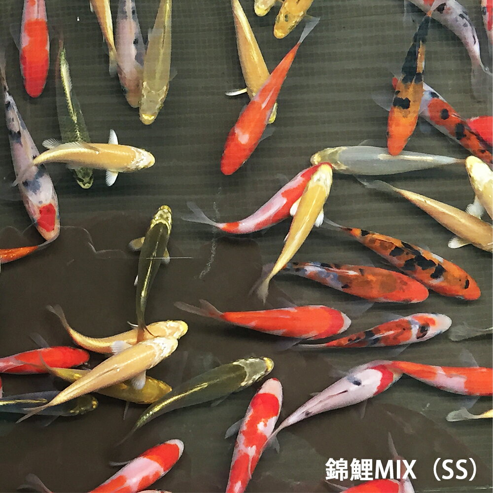 錦鯉MIX（SS）10匹　約7cm〜10cm前後　ニシキゴイ 紅白　昭和三色　光物　銀鱗　ドイツ　白写り　べっ甲　秋翠　山吹黄金　松葉　生体 川魚