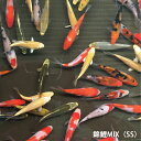 錦鯉MIX（SS）10匹　約7cm〜10cm前後　ニシキゴイ 紅白　昭和三色　光物　銀鱗　ドイツ　白 ...