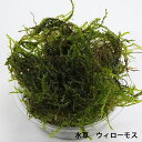 【数量限定】【送料無料】ウィローモス　無農薬　約20g　エビ　シュリンプ メダカ 金魚藻 川魚