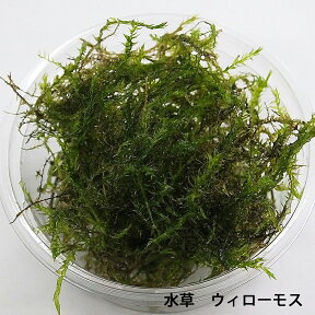 【数量限定】【送料無料】ウィローモス　無農薬　約10g　エビ　シュリンプ メダカ 金魚藻 川魚