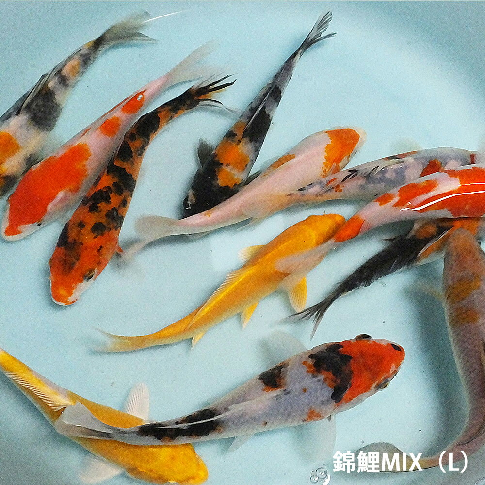 錦鯉MIX（L）3匹　約16cm〜21cm前後　ニシキゴイ 紅白　昭和三色　光物　銀鱗　ドイツ　白写り　べっ甲　秋翠　山吹黄金　松葉　生体 川魚