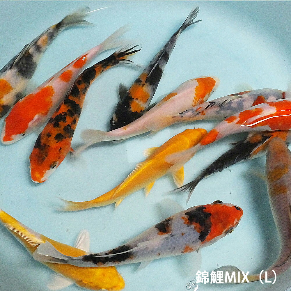 錦鯉MIX（L）5匹 約16cm〜21cm前後 ニシキゴイ 紅白 昭和三色 光物 銀鱗 ドイツ 白写り べっ甲 秋翠 山吹黄金 松葉 生体 川魚