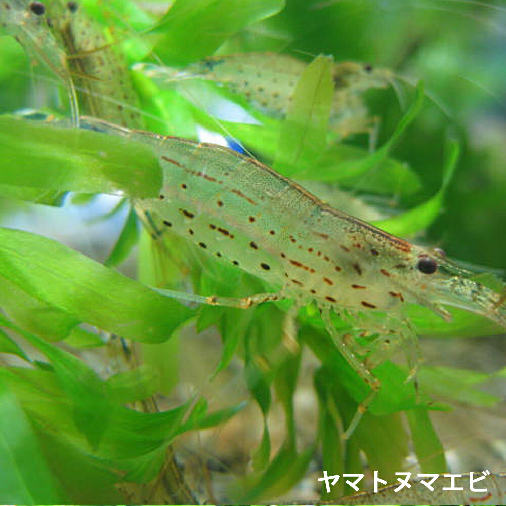 ヤマトヌマエビ 30匹 エビ 飼育用・餌用にも!