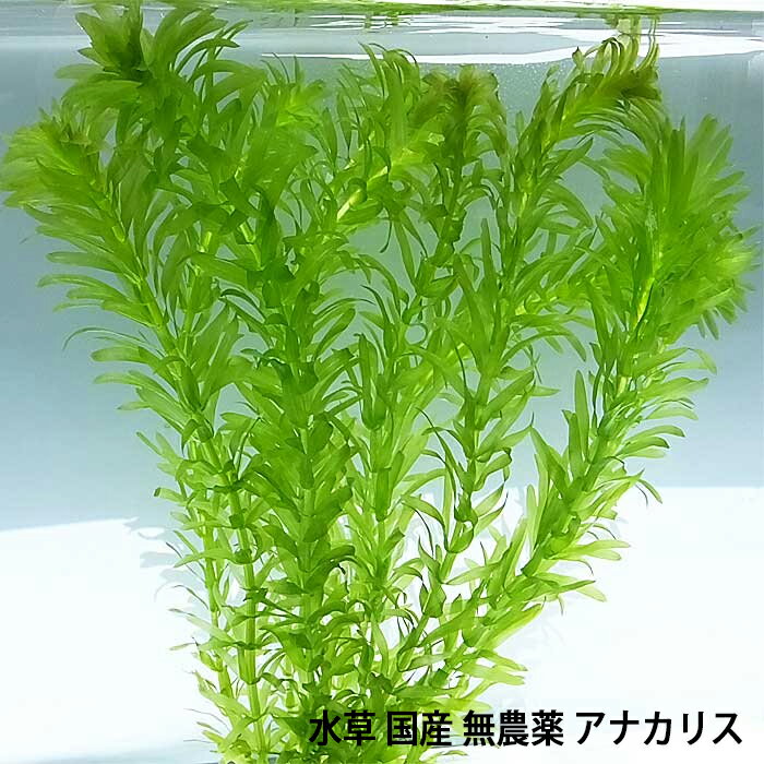 水草　国産 無農薬 アナカリス メダカ 金魚藻 オオカナダモ（20本） 【メール便送料無料】