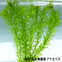 水草 国産 無農薬 アナカリス メダカ 金魚藻 オオカナダモ（20本） 【メール便送料無料】