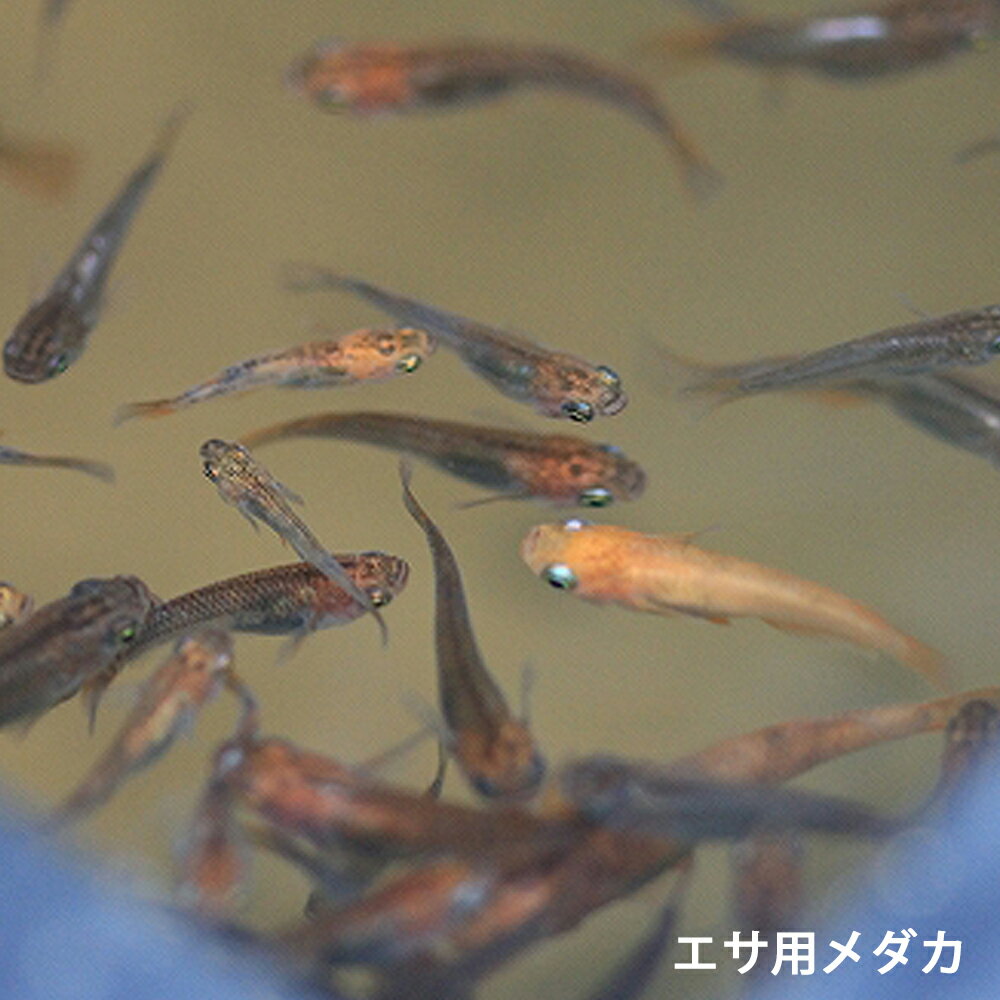 生き餌 メダカ エサ用メダカ 30匹 50匹 100匹 めだか エサメダカ 生体 川魚 餌 販売