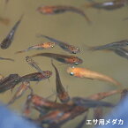 生き餌 メダカ エサ用メダカ 30匹 50匹 100匹 めだか エサメダカ 生体 川魚