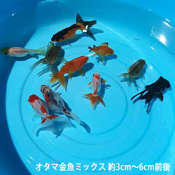 オタマ金魚ミックス 約3cm〜6cm前後 