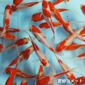 【国産】更紗コメット 5匹 M 約7cm〜10cm前後 金魚 きんぎょ キンギョ 生体