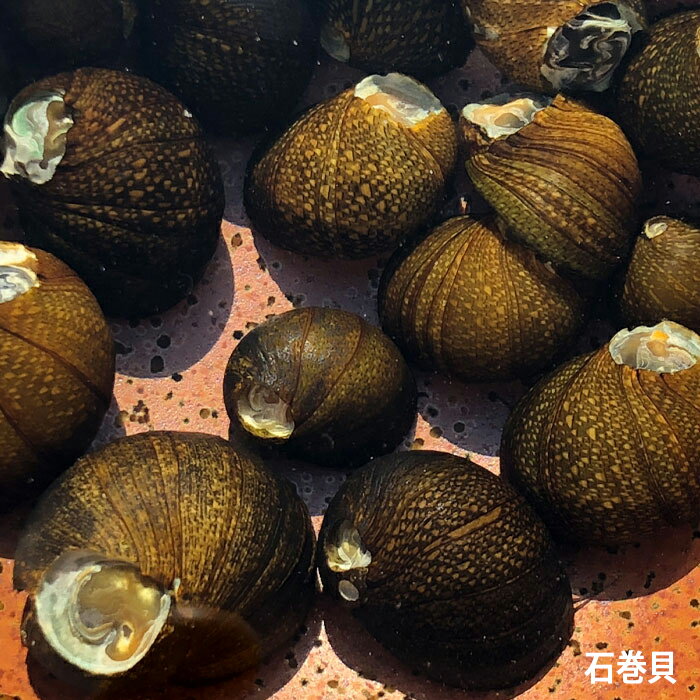 石巻貝　イシマキガイ　30個　淡水　コケ取り　淡水貝　川魚