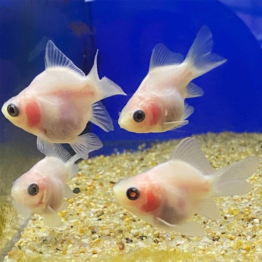 【国産】金魚 シルク福ダルマ 5cm前後 3匹 生体